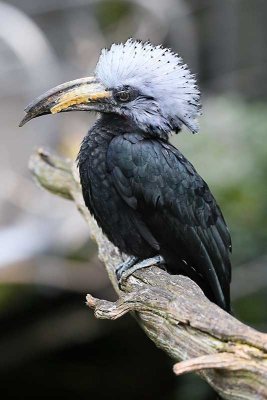 West African Long-tailed Hornbill