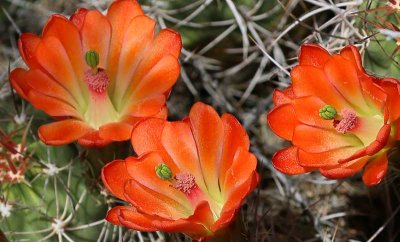Claret Cup Cactus flowers