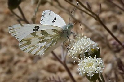 White Checkered butterfly