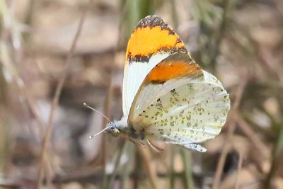 Sara Orange Tip butterfly fluttering by