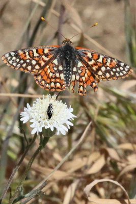 Variable Checkerspot butterfly