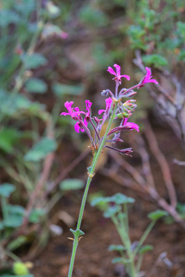 Pelargonium Abrotanifolium