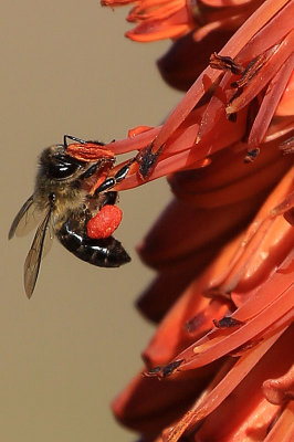 African Bee on Aloe Plant