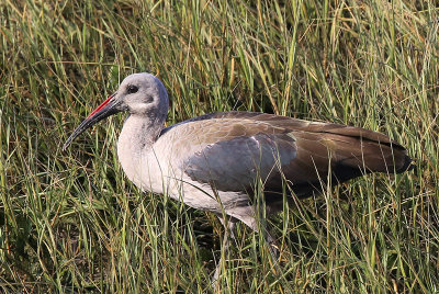 Hadeda ibis 
