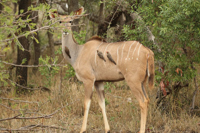Greater kudu & Red-Billed Oxpeckers