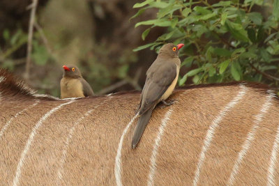 Red-Billed Oxpeckers