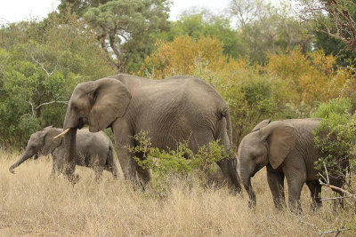 African elephant  female and youngsters