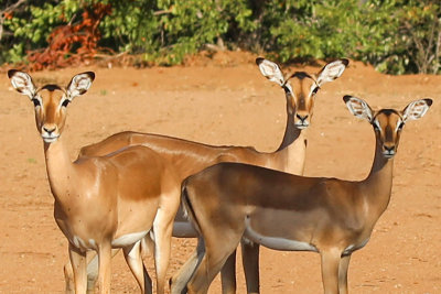 Impala females