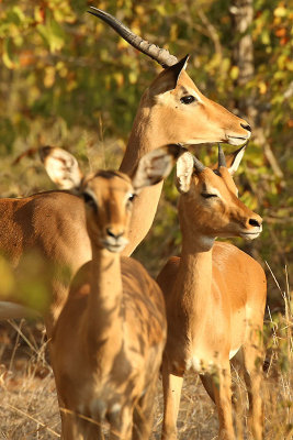 Impala buck overseeing his females