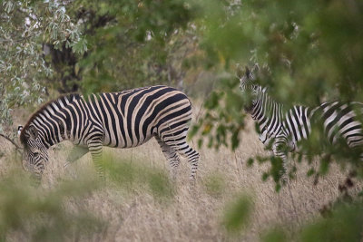 Plains/Burchell's Zebra
