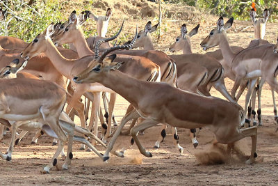 Impala buck and his herd