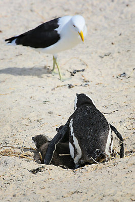 Africa Penguins