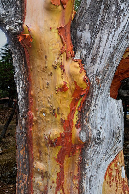 Pacific Madrone tree