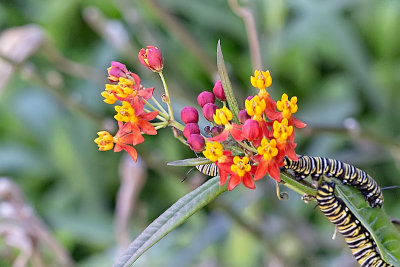  Monarch caterpillars on Milkweed