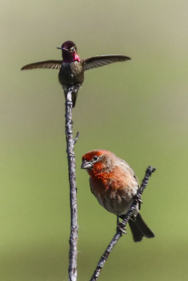 Anna's Hummingbird and House Finch