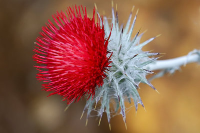 Cobweb Thistle