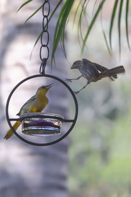 Hooded Oriole and Sparrow