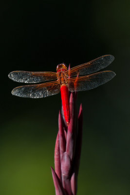 Cardinal Dragonfly and Iris flower