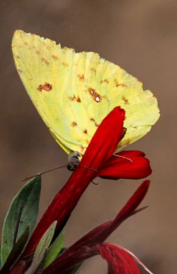 Yellow Sulfur butterfly