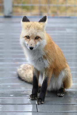 Fox on the patio deck