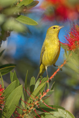 Warbler