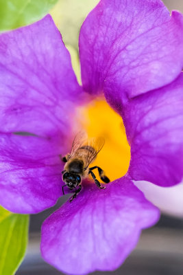 Bee leaving the inside of a Trumpet vine flower