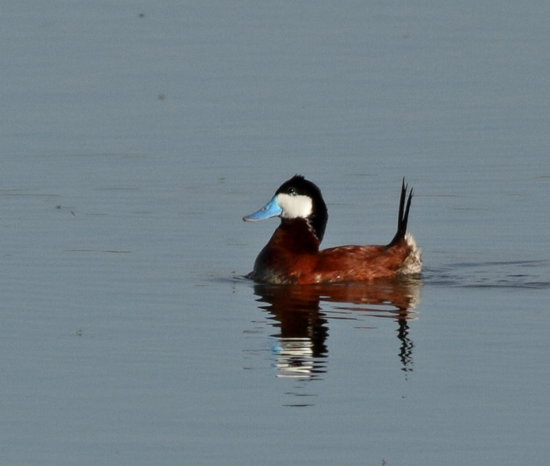 135. Ruddy Duck