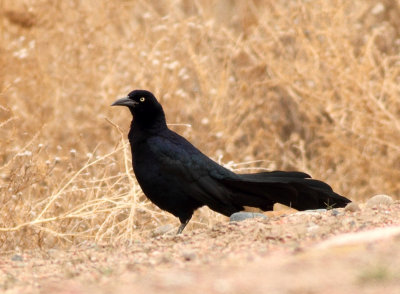87. Great-tailed Grackle