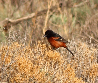 125. Orchard Oriole