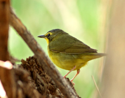 Kentucky Warbler *