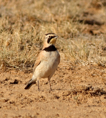 Larks