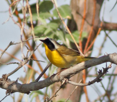 Common Yellowthroat