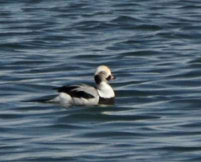 202. Long-tailed Duck