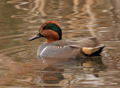 206. Green-winged Teal