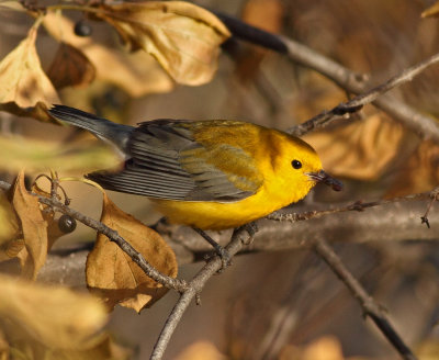 Prothonotary Warbler