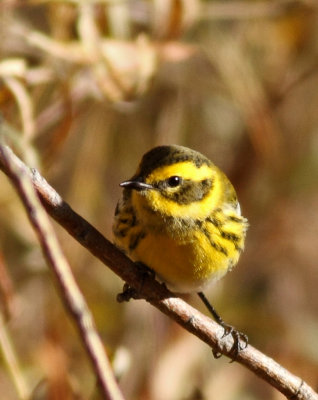 Townsends Warbler