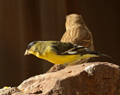 15. Lesser Goldfinch