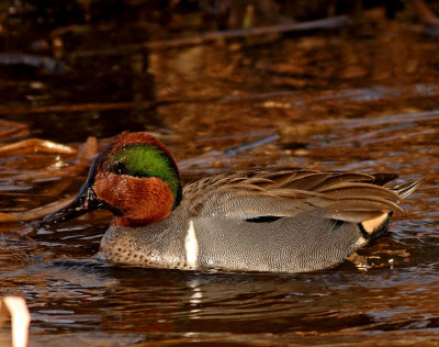 19. Green-winged Teal
