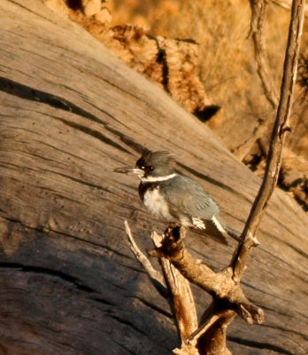Kingfishers