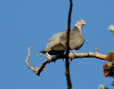 Pigeons and Doves