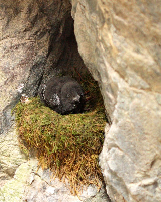 Swifts and Hummingbirds