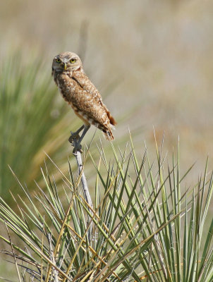 Burrowing Owl