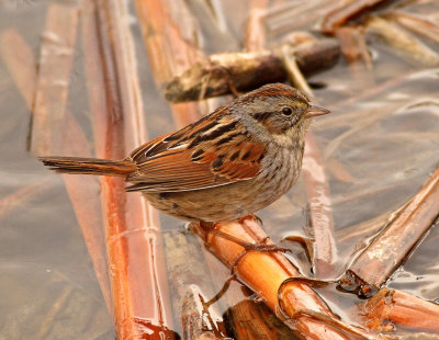 Swamp Sparrow