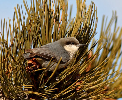 Nuthatches