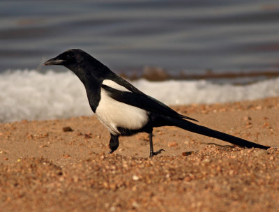 Jays & Crows