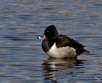 42. Ring-necked Duck