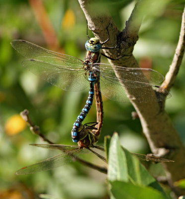 Dragonflies