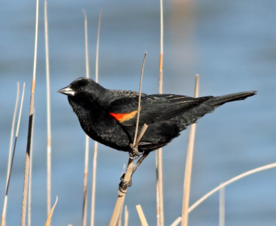 45. Red-winged Blackbird