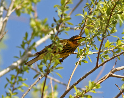 Cape May Warbler