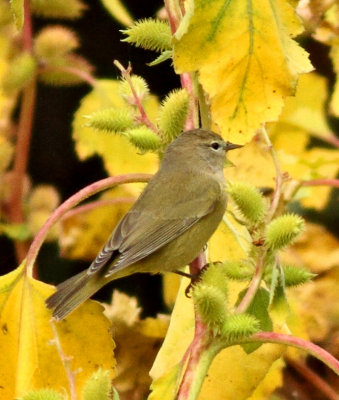 Orange-crowned Warbler